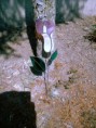 /album/olomovegezes/img-20130816-181347-jpg/
